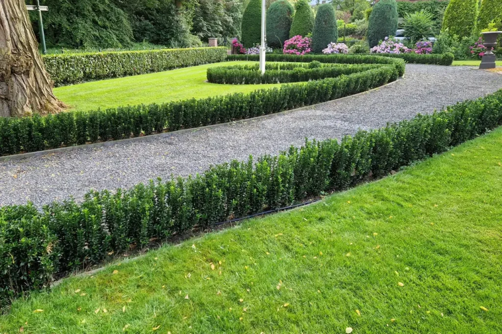 Hecke von Euonymus japonicus Pflanzen